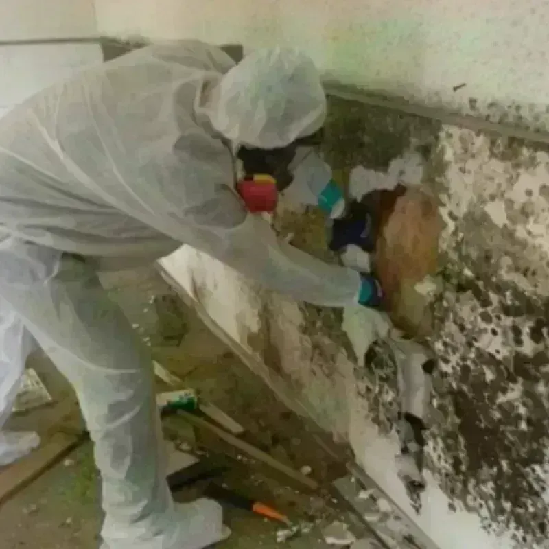 Mold Remediation and Removal in Dighton, MA